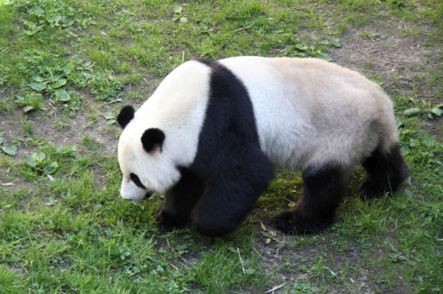 Panda01